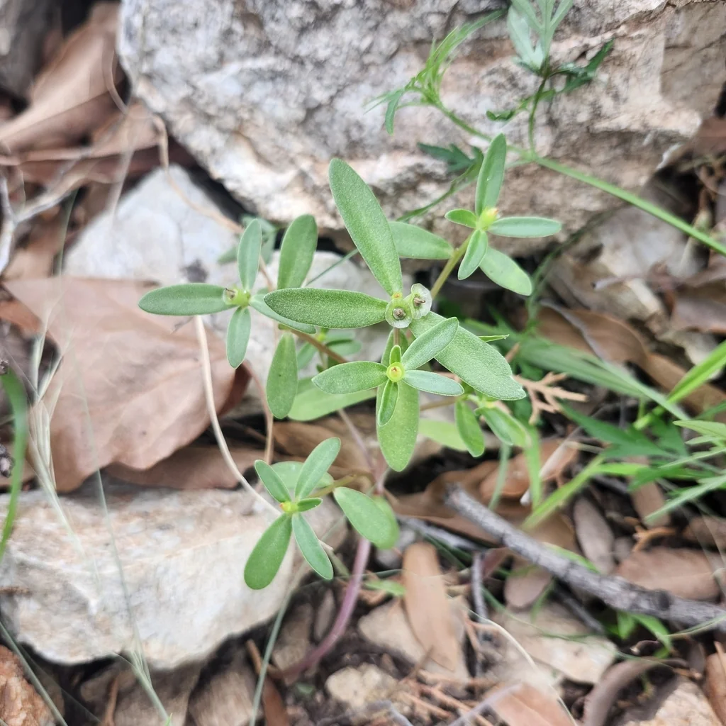 Portulaca umbraticola