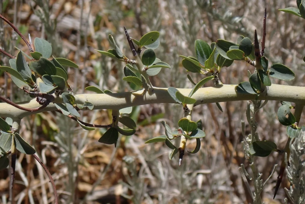 Ceanothus Leucodermis