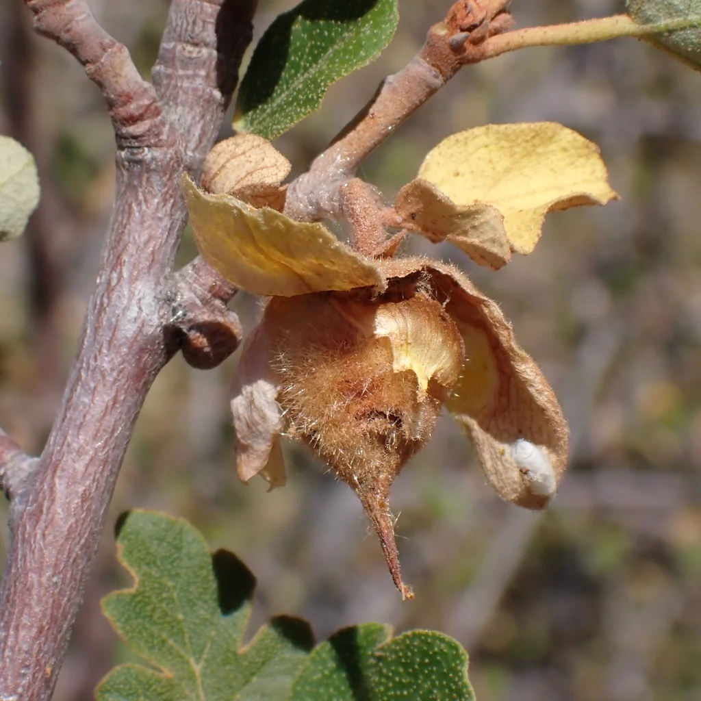 Fremontodendron Californicum