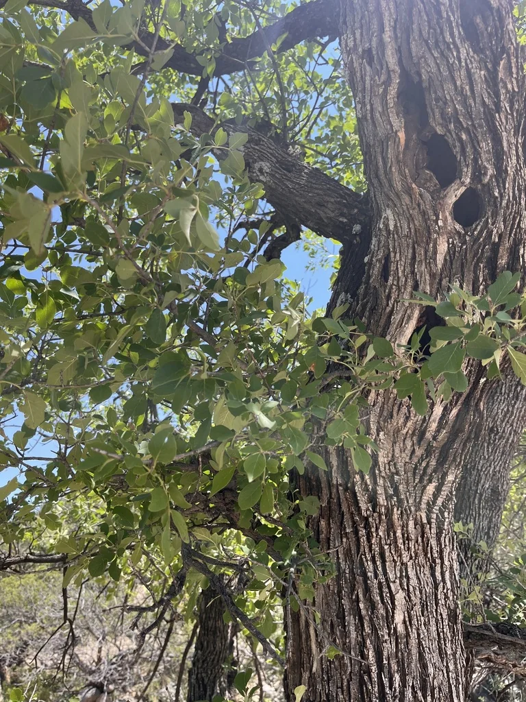Fraxinus Velutina
