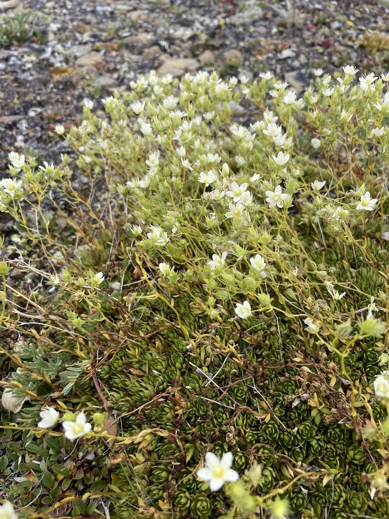Saxifraga Tricuspidata