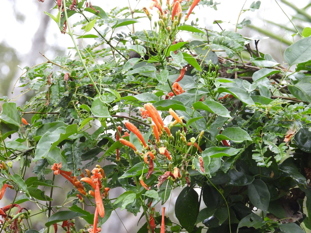 Pyrostegia Venusta