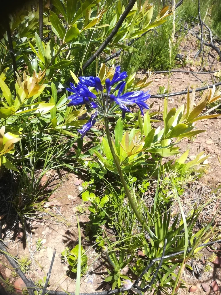 Agapanthus Africanus