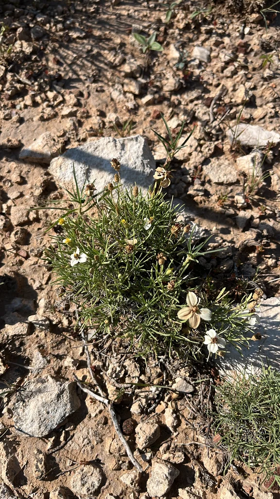 Zinnia Acerosa