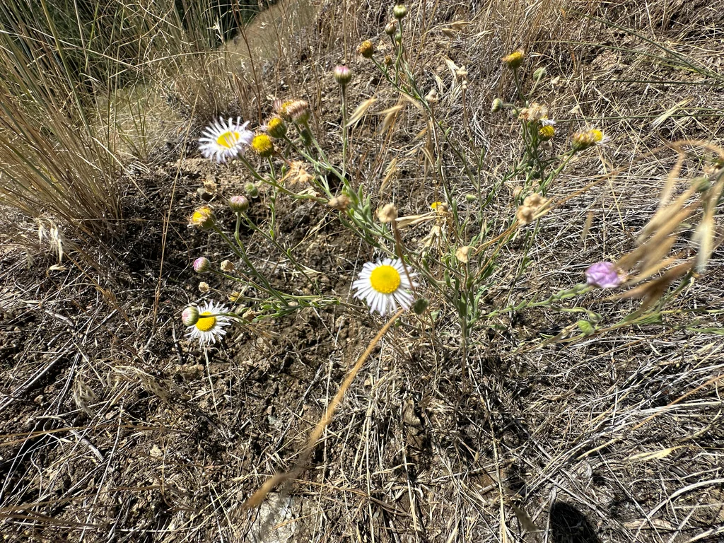 Erigeron Divergens