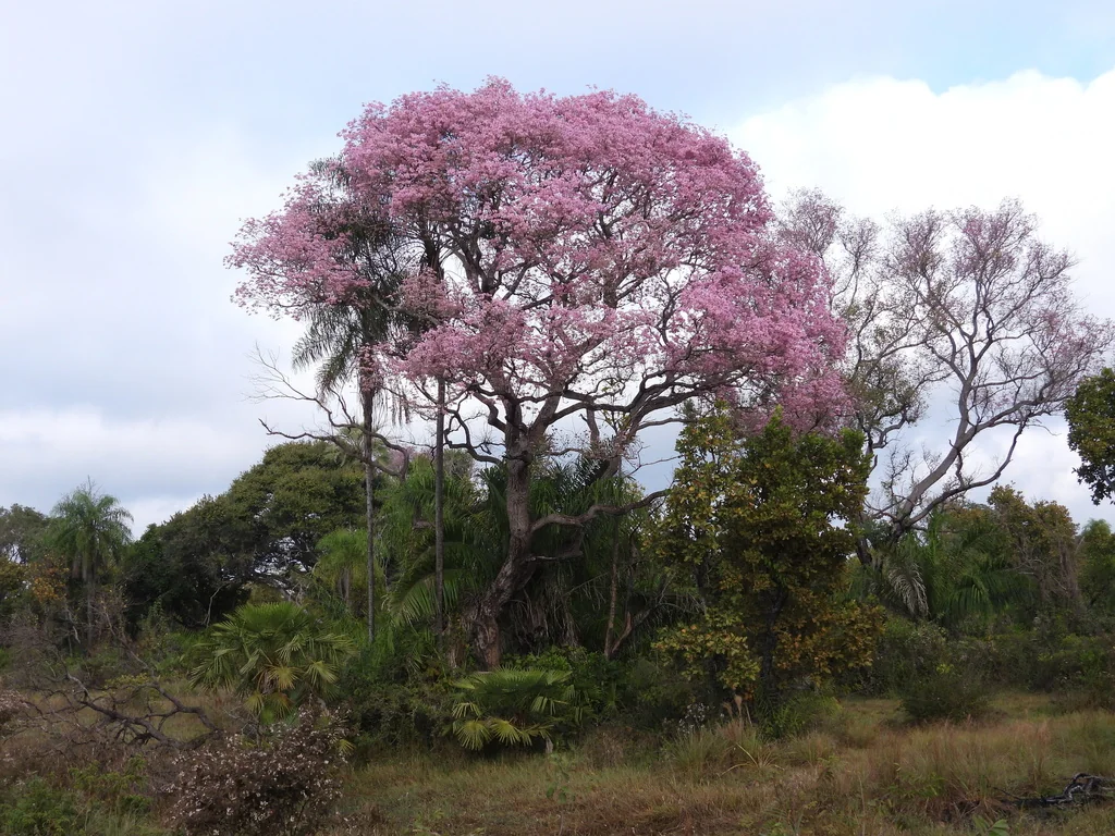 Handroanthus Heptaphyllus