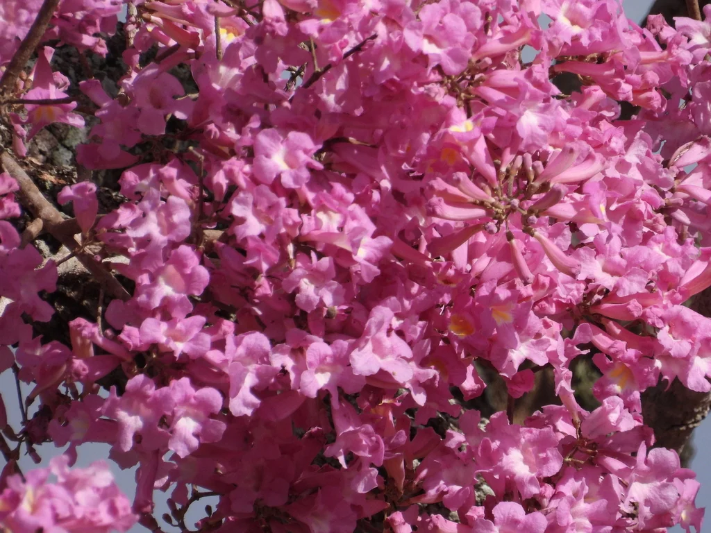 Handroanthus Heptaphyllus