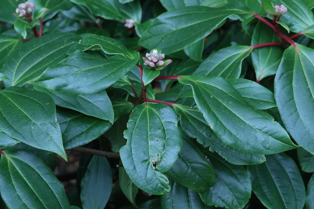 Viburnum Davidii