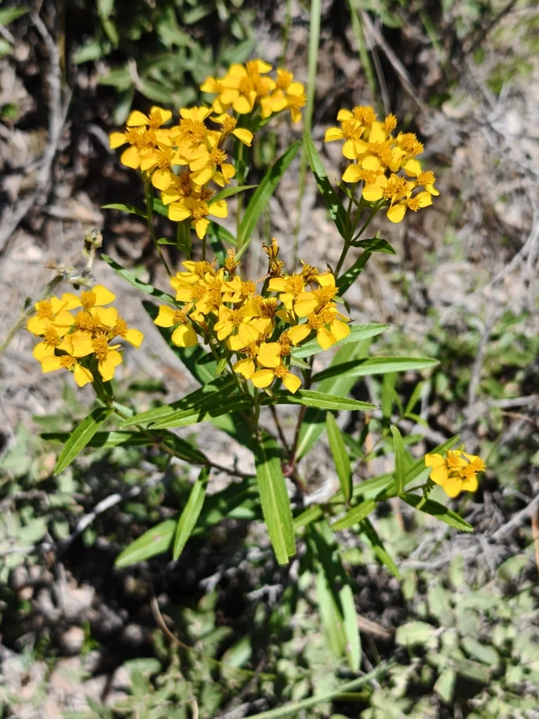 Tagetes Lucida
