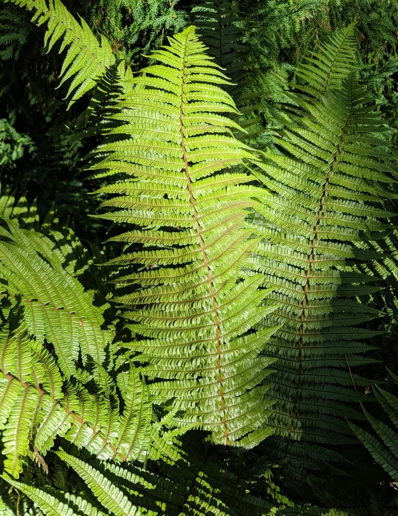Dryopteris wallichiana