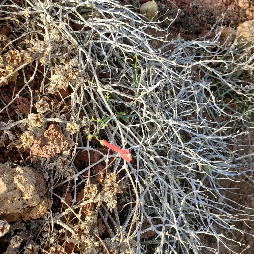 Gambelia Juncea