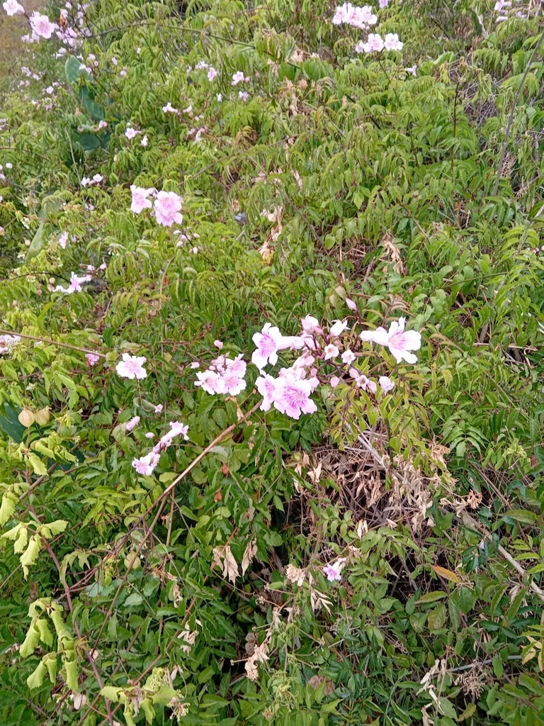Podranea Ricasoliana