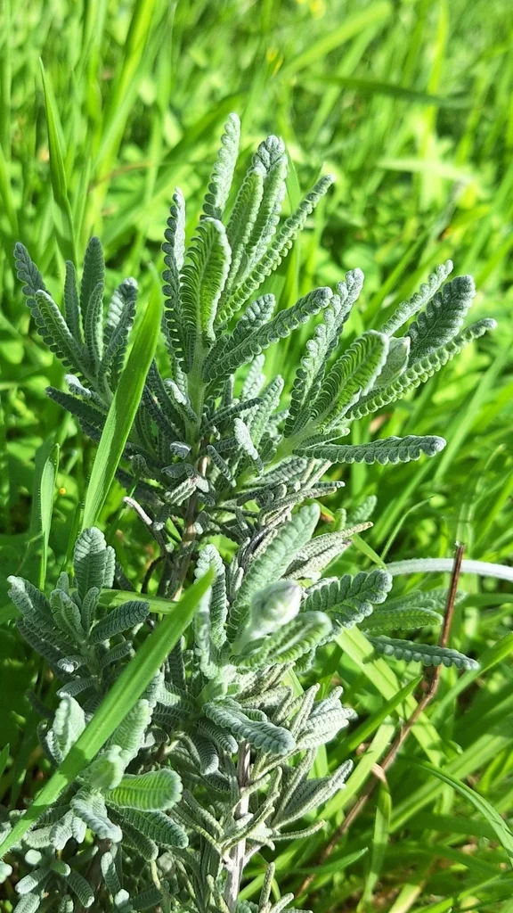 Lavandula Dentata