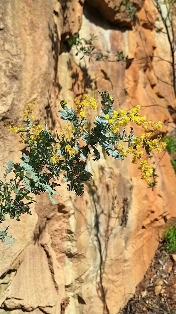 Acacia Baileyana