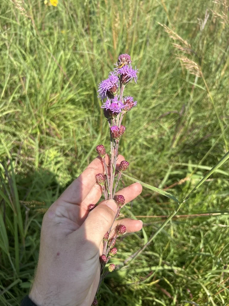Liatris Ligulistylis