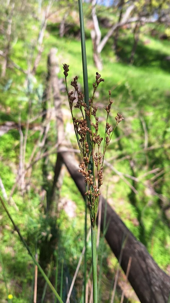 Juncus Pallidus
