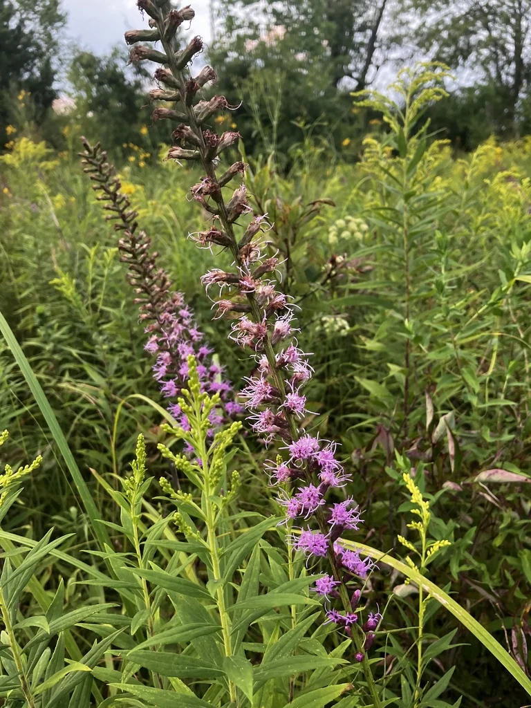 Liatris Spicata