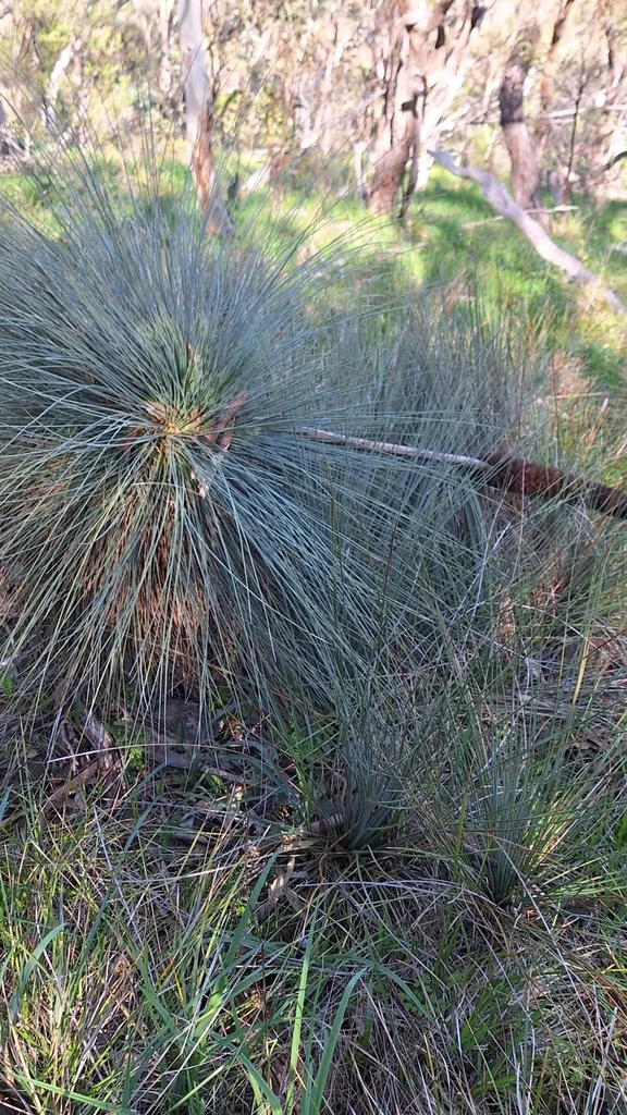 Xanthorrhoea Quadrangulata