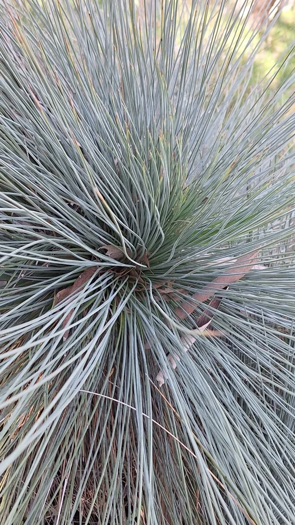 Xanthorrhoea Quadrangulata