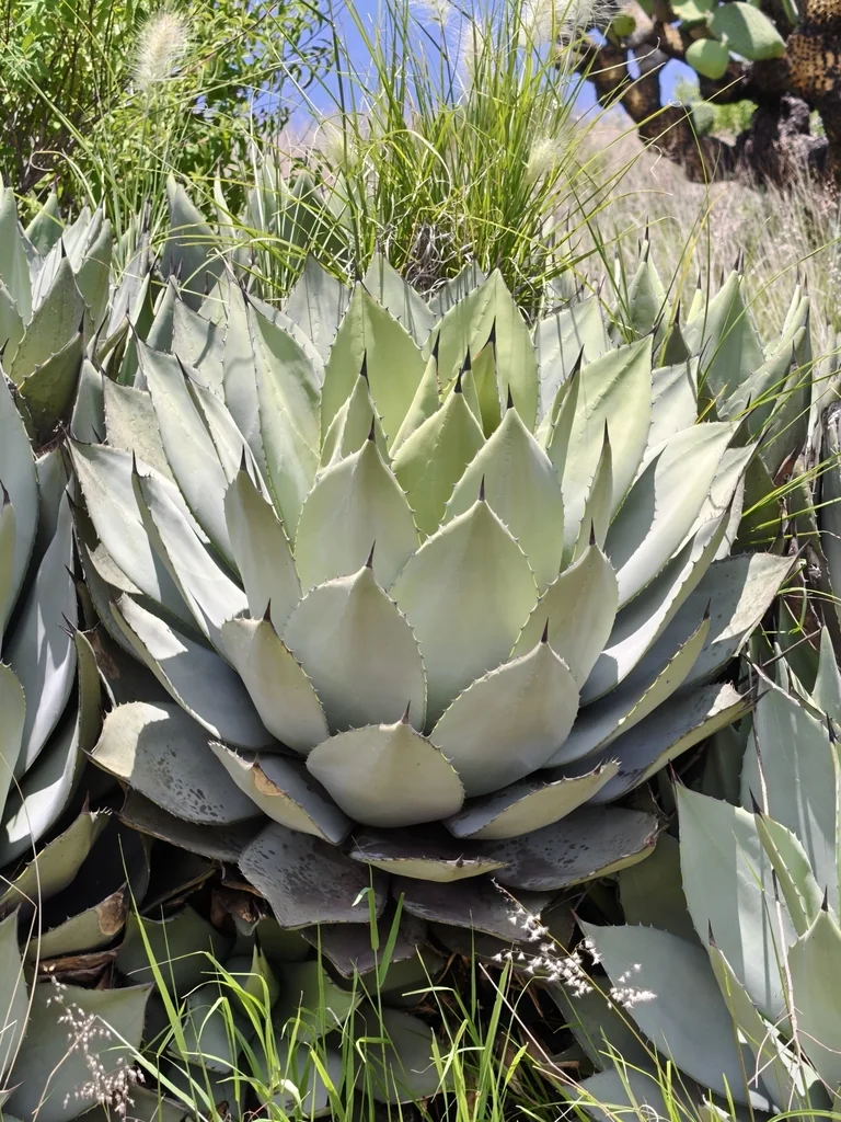 Agave Parryi