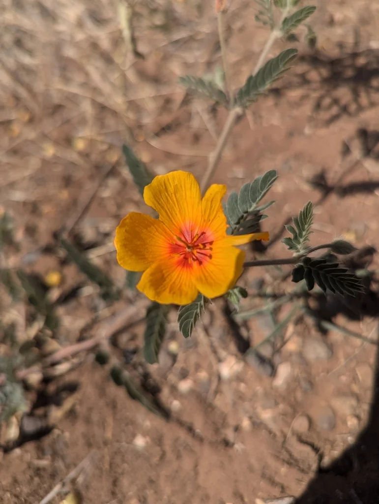 Kallstroemia Grandiflora