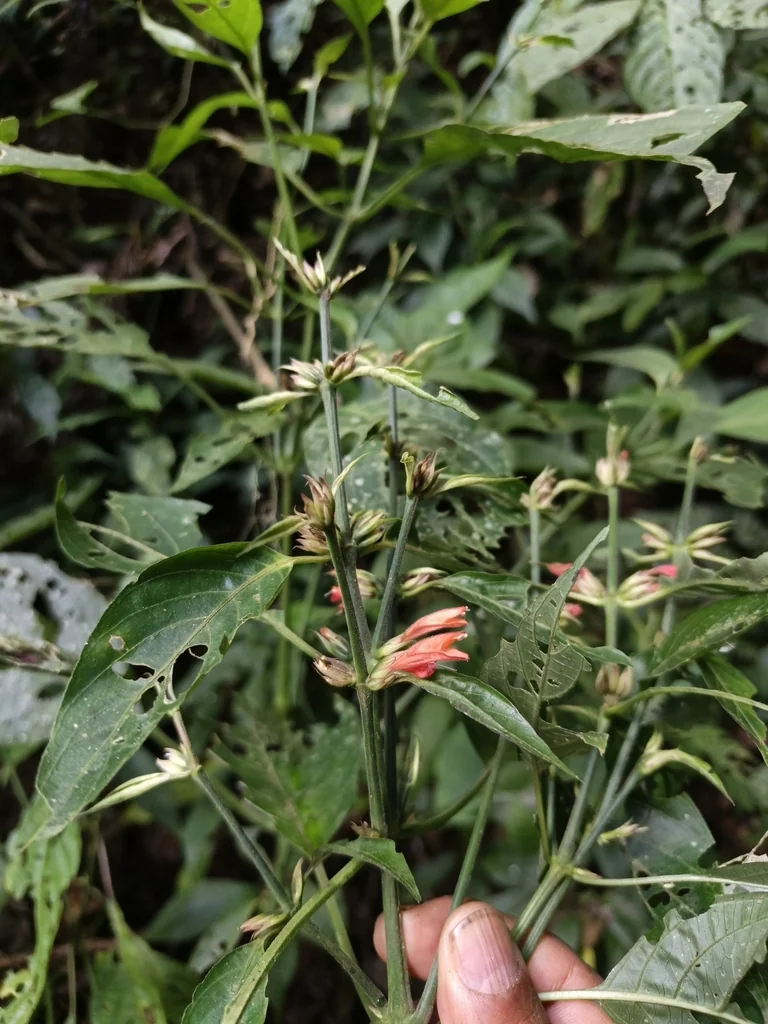 Dicliptera Suberecta