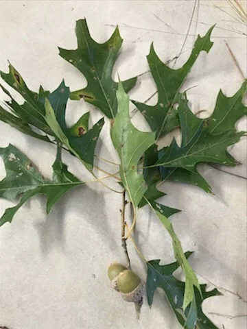 Quercus Texana