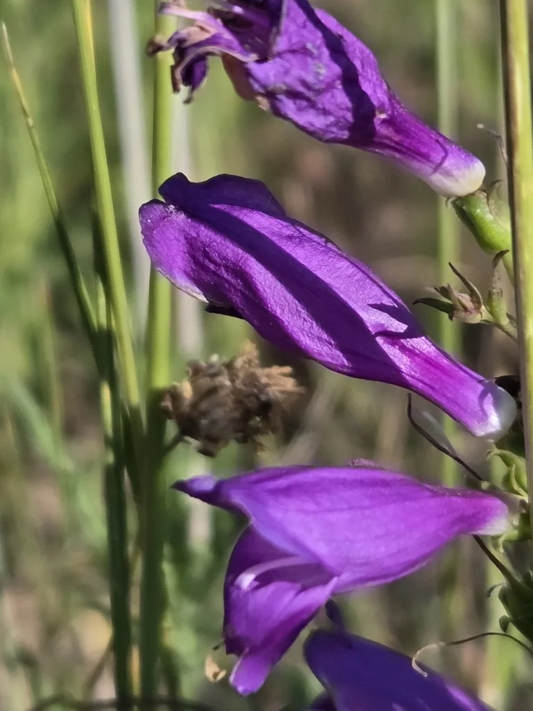 Penstemon Strictus