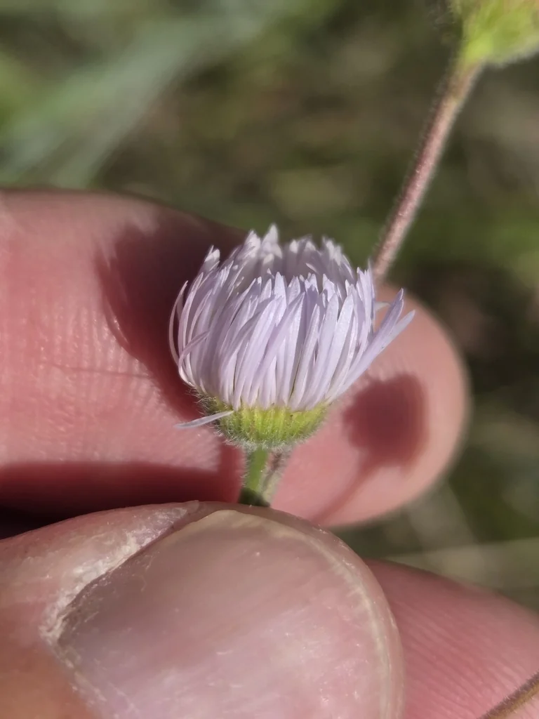 Erigeron Divergens
