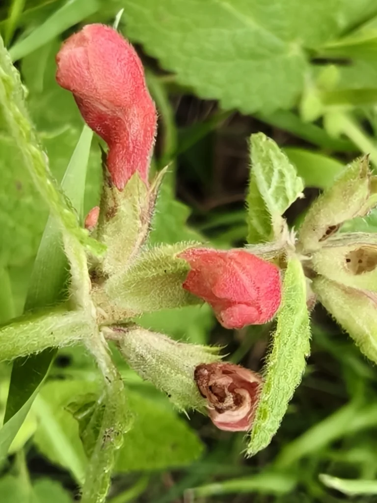 Stachys Coccinea