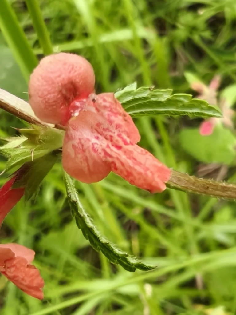 Stachys Coccinea