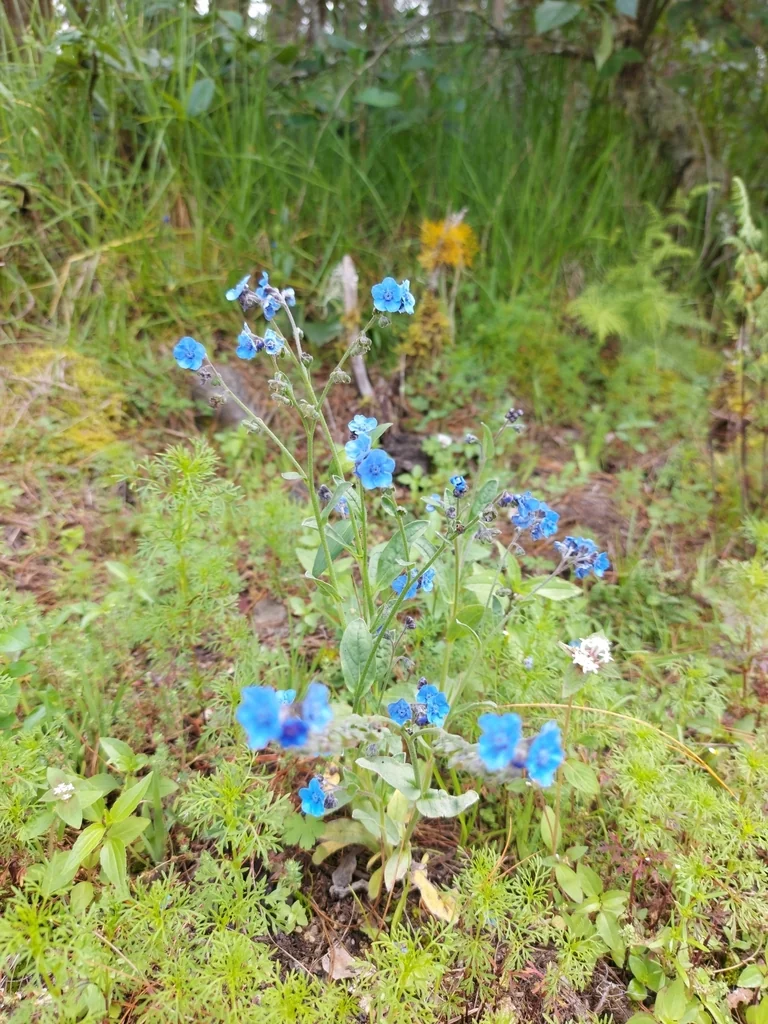 Cynoglossum Amabile
