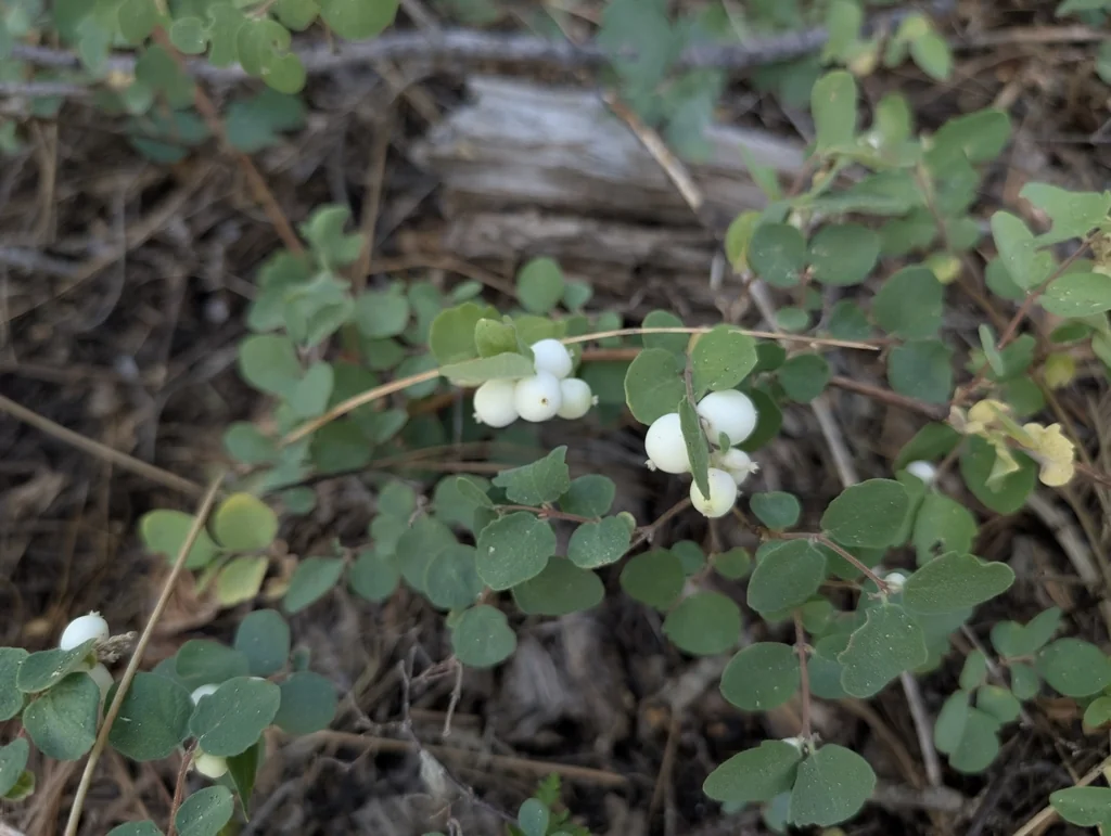 Symphoricarpos Mollis