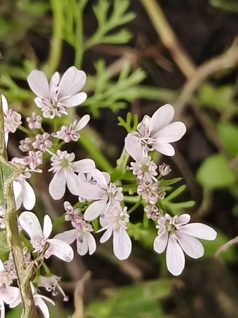 Coriandrum Sativum