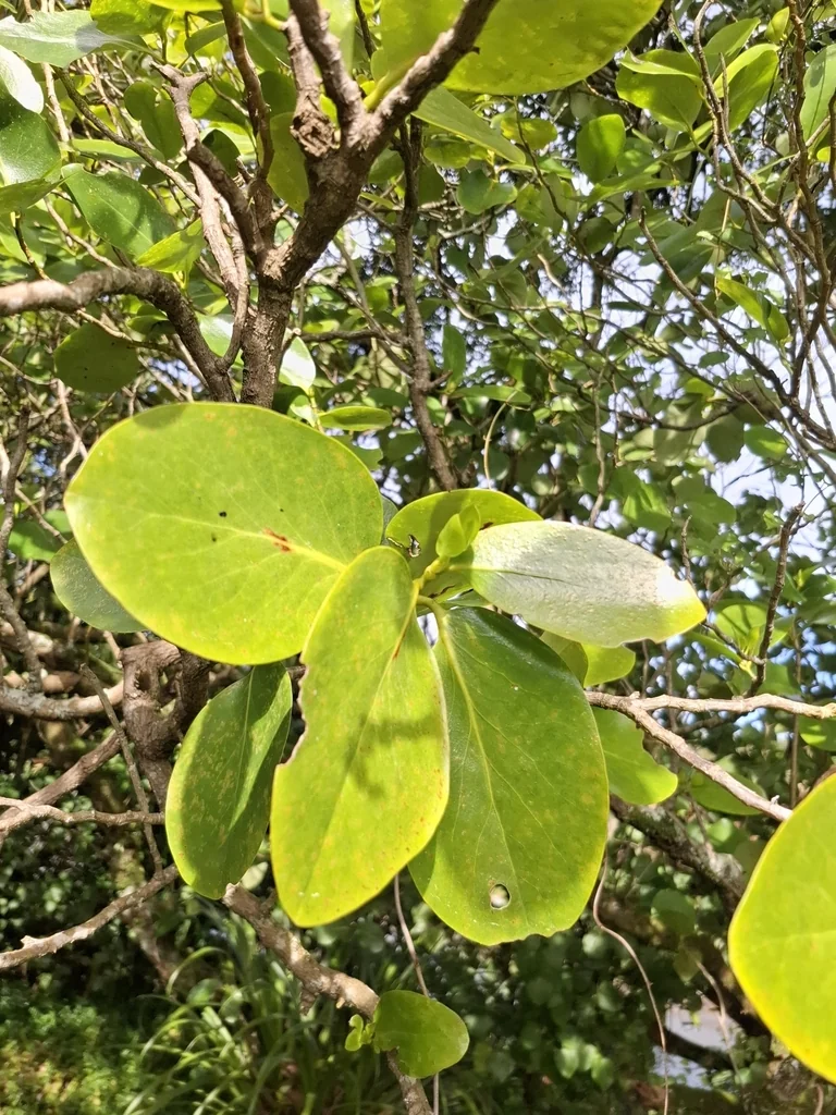 Griselinia Lucida