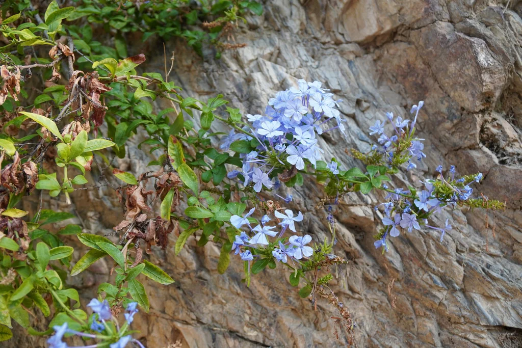 Plumbago Auriculata