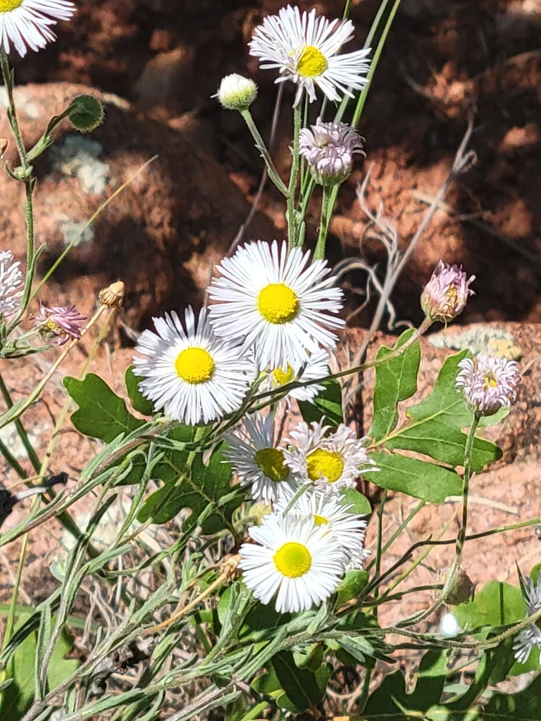 Erigeron Divergens