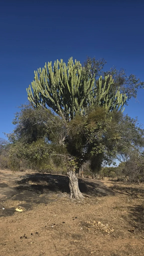 Euphorbia Ingens