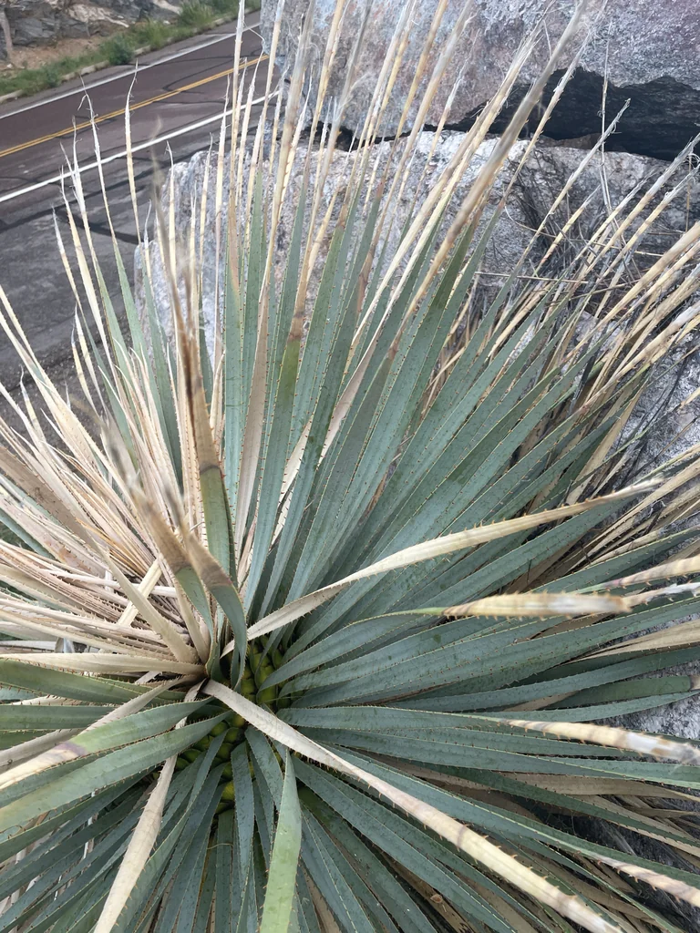 Dasylirion Wheeleri