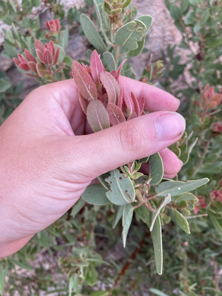 Arctostaphylos Pringlei