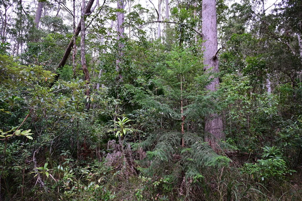 Araucaria Cunninghamii