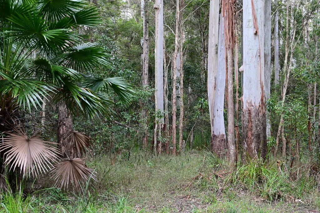 Eucalyptus grandis