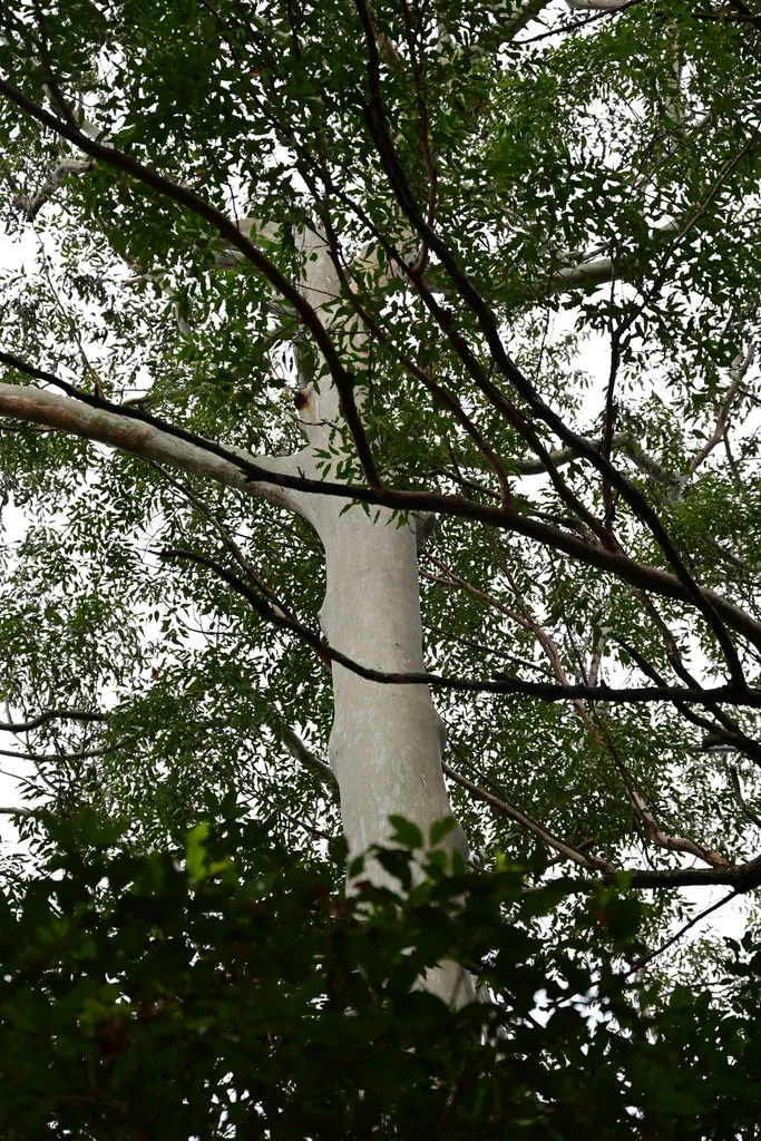 Eucalyptus grandis