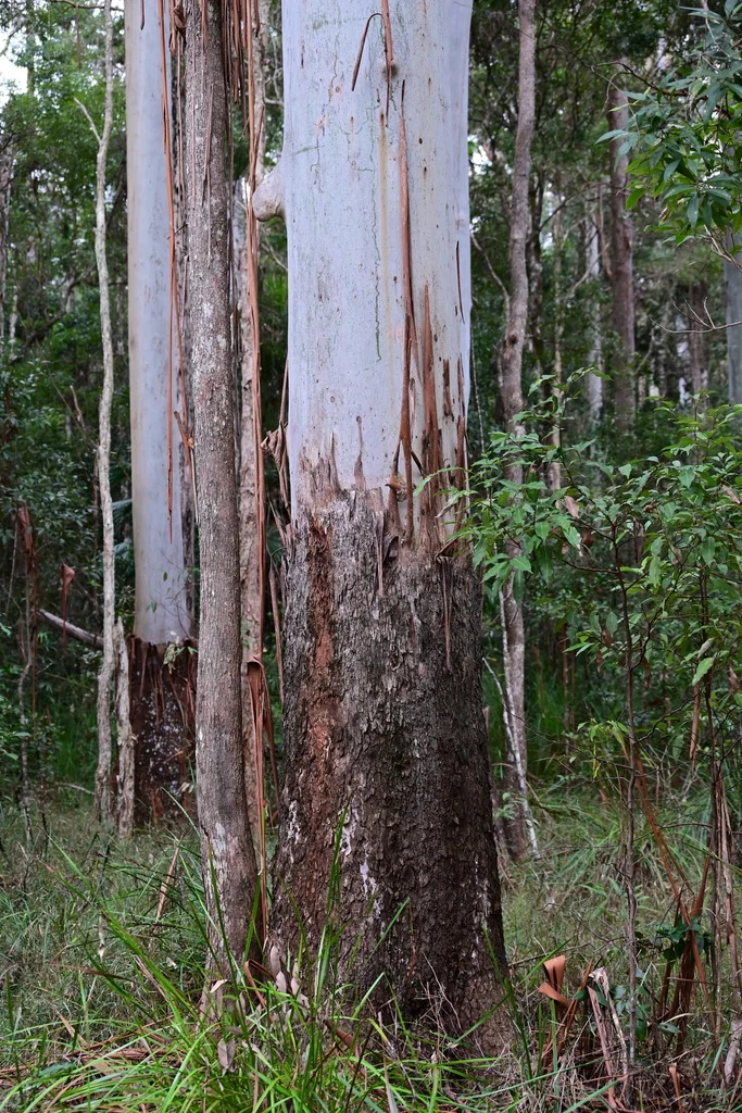 Eucalyptus grandis