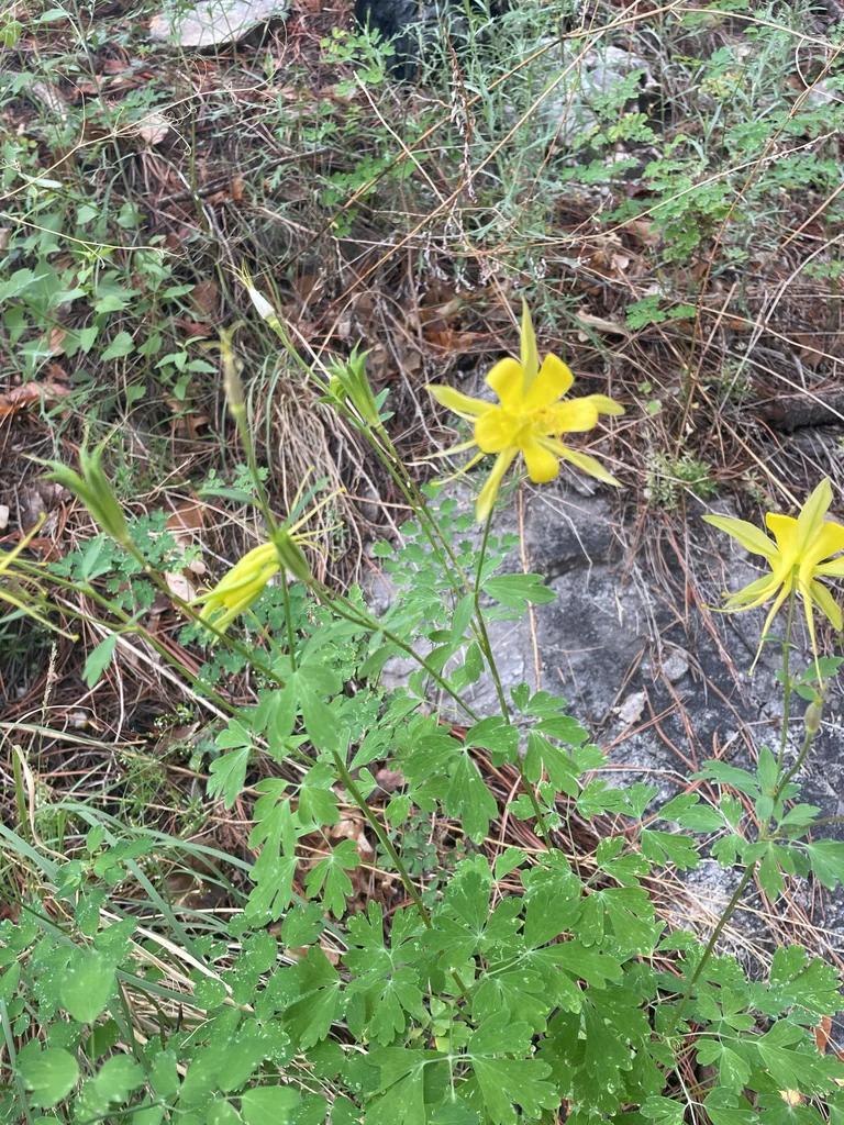 Aquilegia Chrysantha