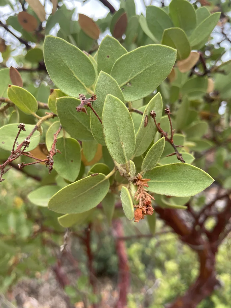 Arctostaphylos Pringlei