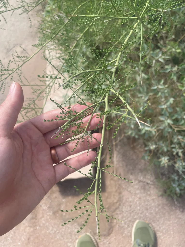 Parkinsonia Microphylla