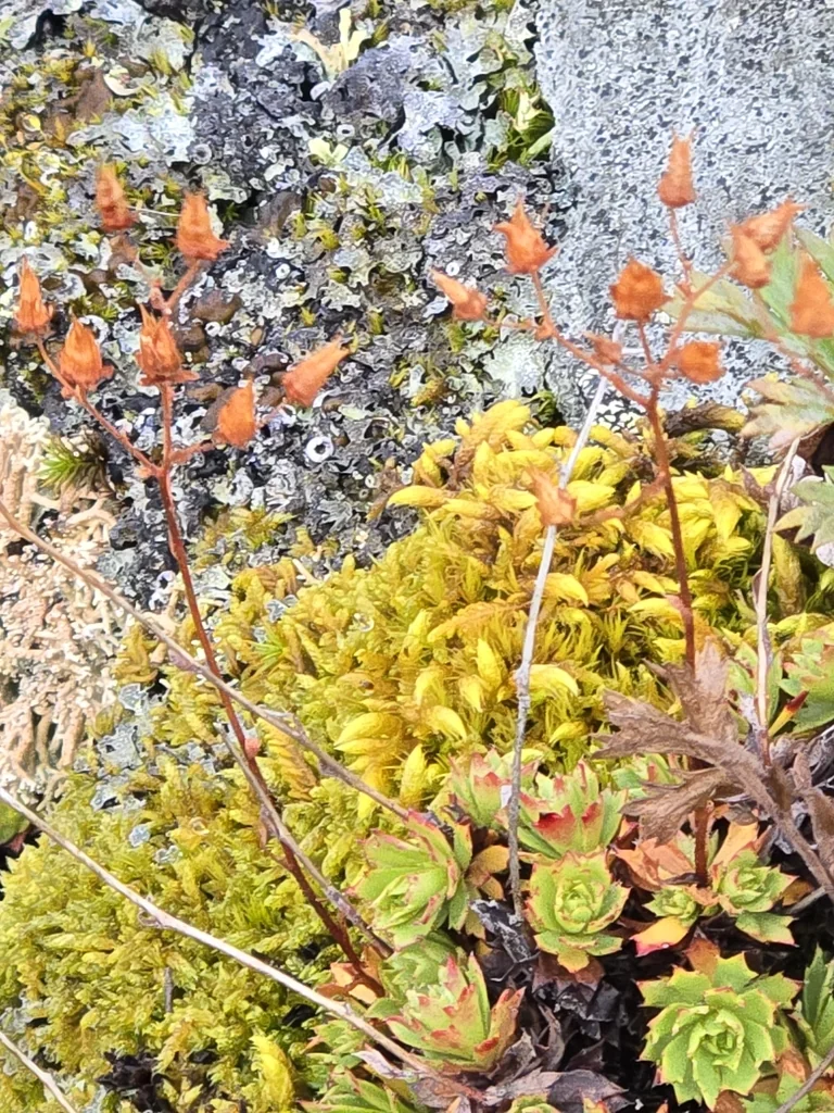 Saxifraga Tricuspidata
