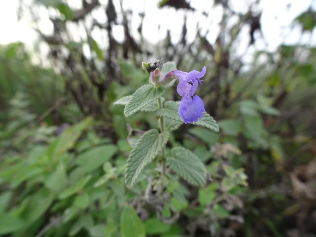 Nepeta Racemosa