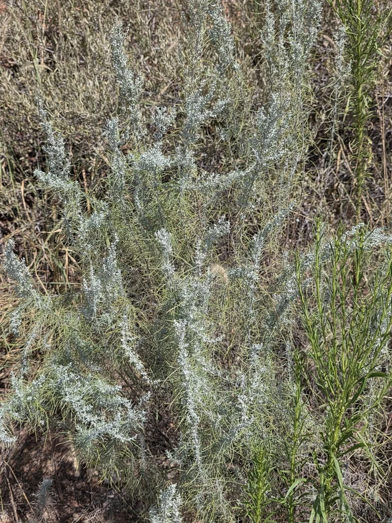 Artemisia Filifolia